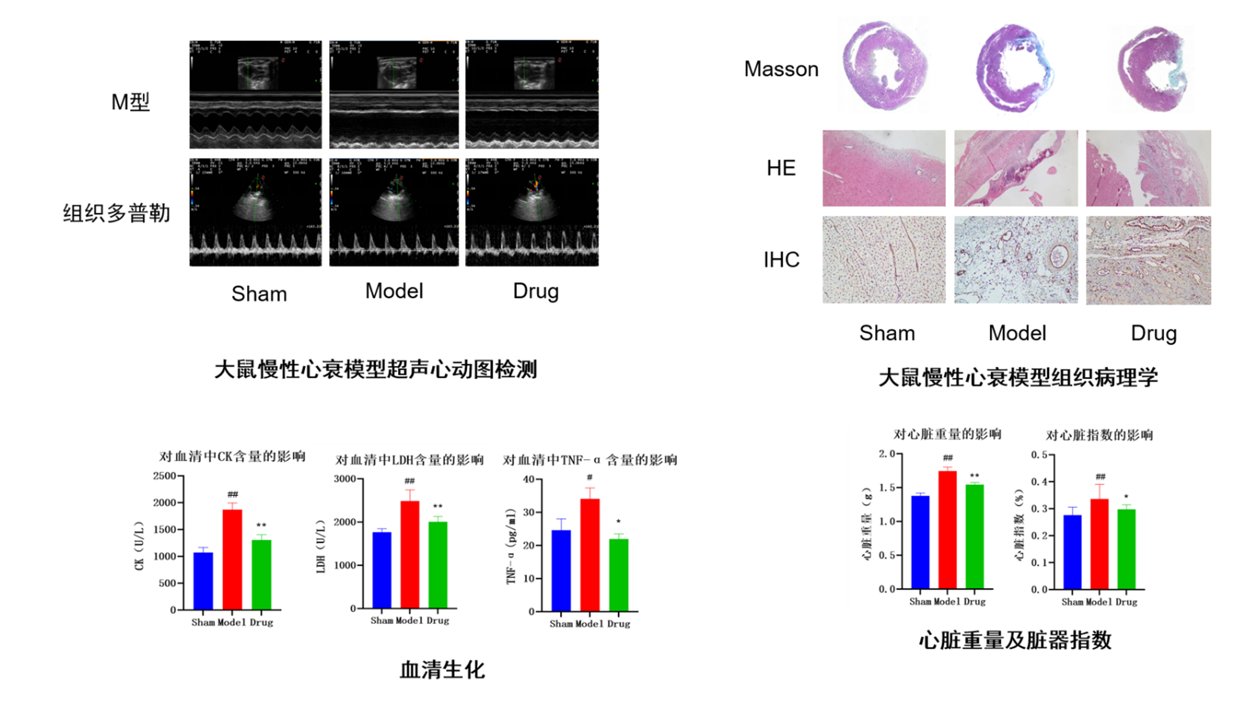 案例：慢性心衰大鼠模型